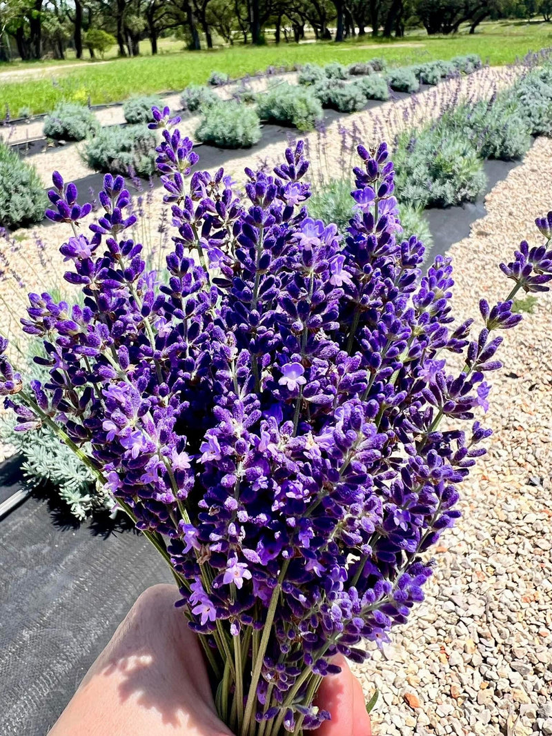 CYPRESS CREEK LAVENDER FARM